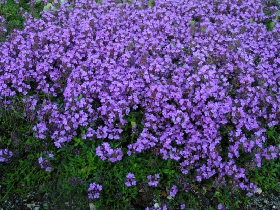 d9404de1b3.thymus-serpyllum-purple-beaut
