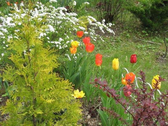 луковичные тюльпаны в саду