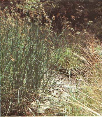 Камыш озерный (Cirpus lacustris)