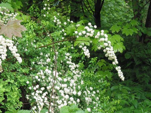 Спирея Вангутта (Spiraea x vanhouttei)